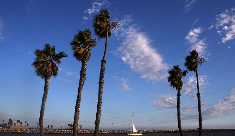 PalmTreesOnBelmontPeninsulaLongBeachCa